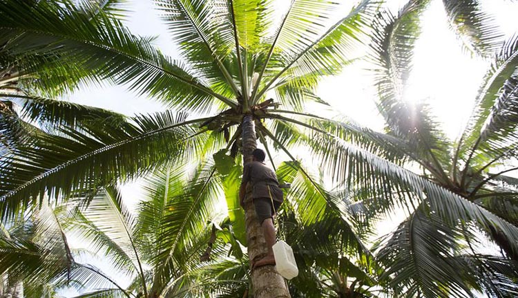 Katingan Peatland Conservation 1